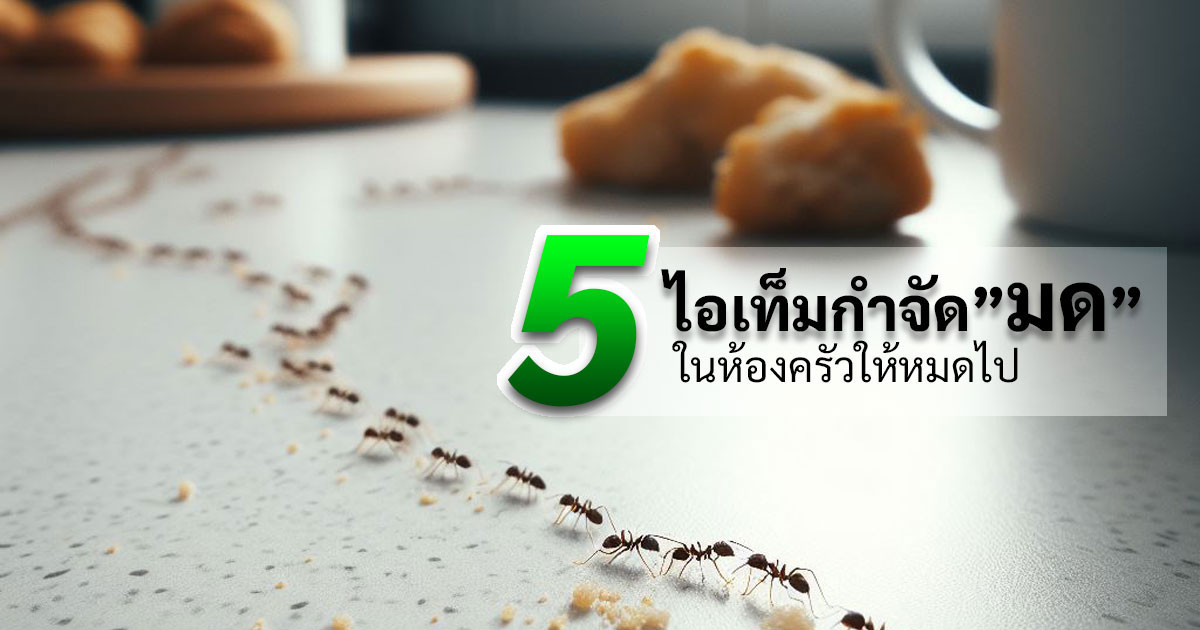 5ไอเท็มกำจัดมดในห้องครัว 8 5itemantkiller